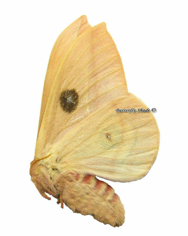 Unmounted Butterfly / Saturniidae - Automeris Cecrops Pamina, Female, Usa