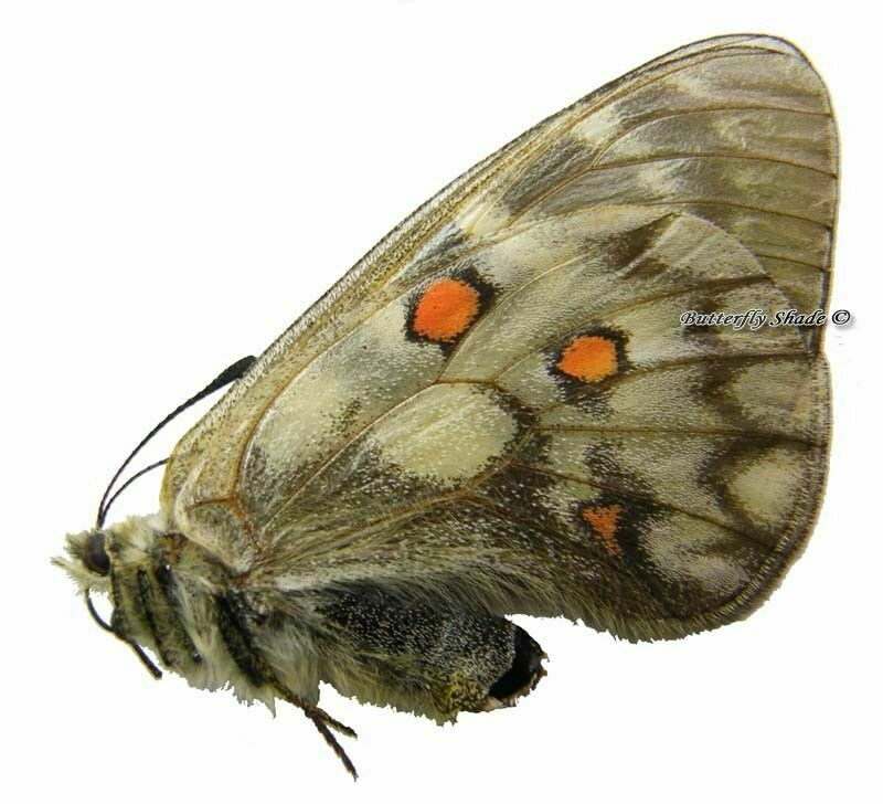Unmounted Butterfly / Papilionidae - Parnassius Clarius Clarius, Female, Russia