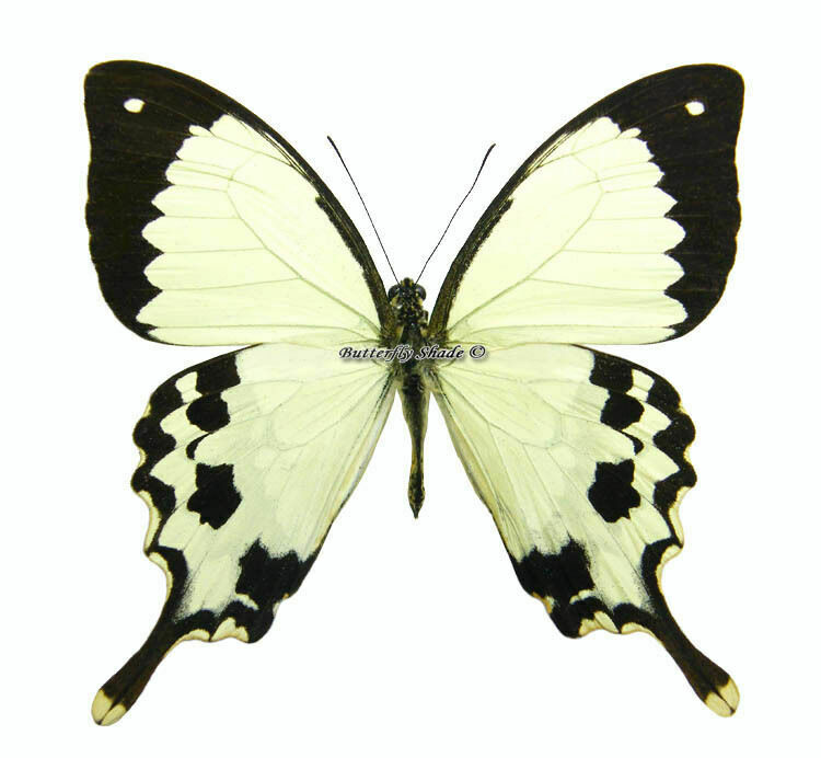Unmounted Butterfly / Papilionidae - Papilio Dardanus Meriones, Male, Madagascar