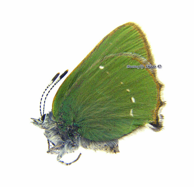 Unmounted Butterfly / Lycaenidae - Callophrys Rubi Rubi, Female, Russia