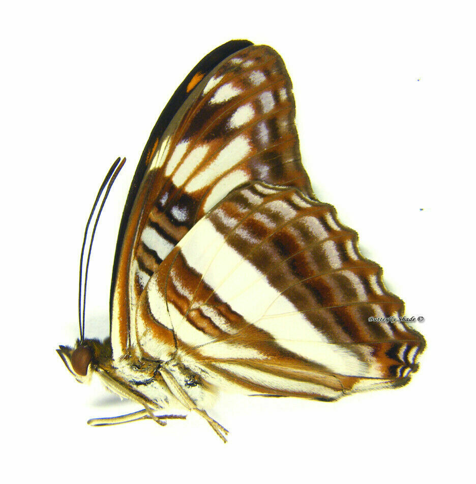 Unmounted Butterfly / Nymphalidae - Adelpha Capucinus Capucinus, Male, Peru