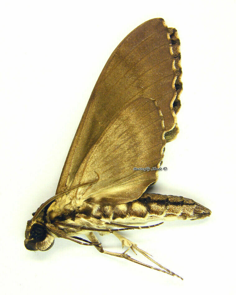 Unmounted Butterfly / Sphingidae - Cerberonoton Severina, Male, Australia