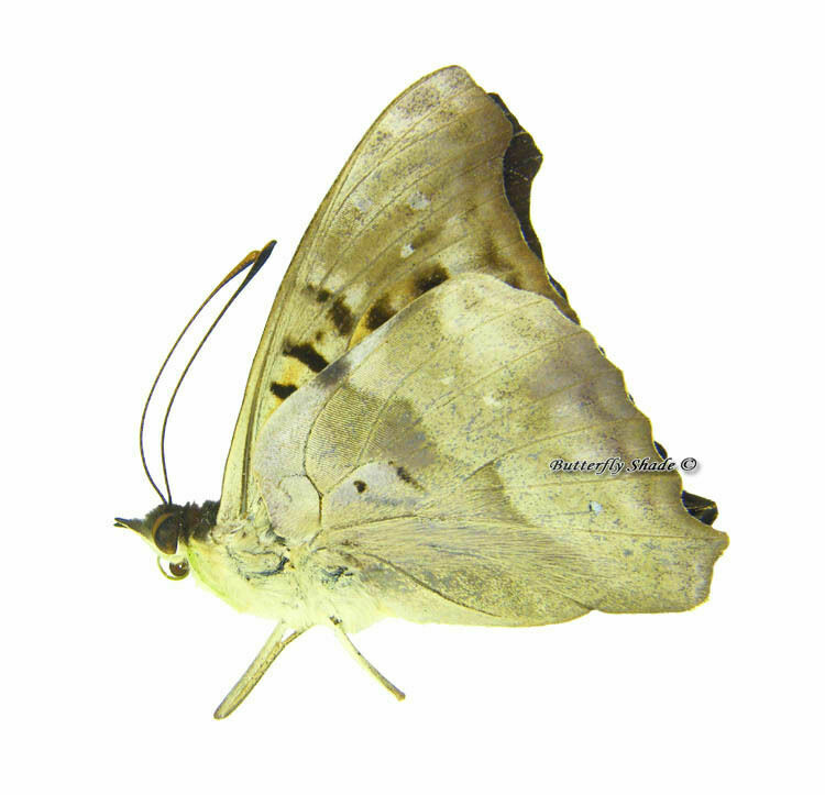 Unmounted Butterfly / Nymphalidae - Doxocopa Cyane Ssp., Male, Peru