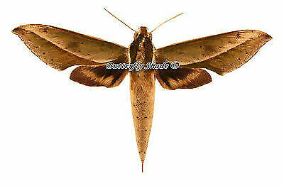 Unmounted Butterfly / Sphingidae - Xylophanes Amadis Amadis, Male, Fg